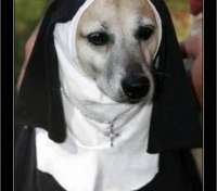 Perra Madre - thumbnail