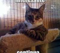 Interesante Cat - thumbnail